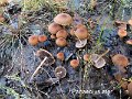 Panaeolus ater-amf2105-1